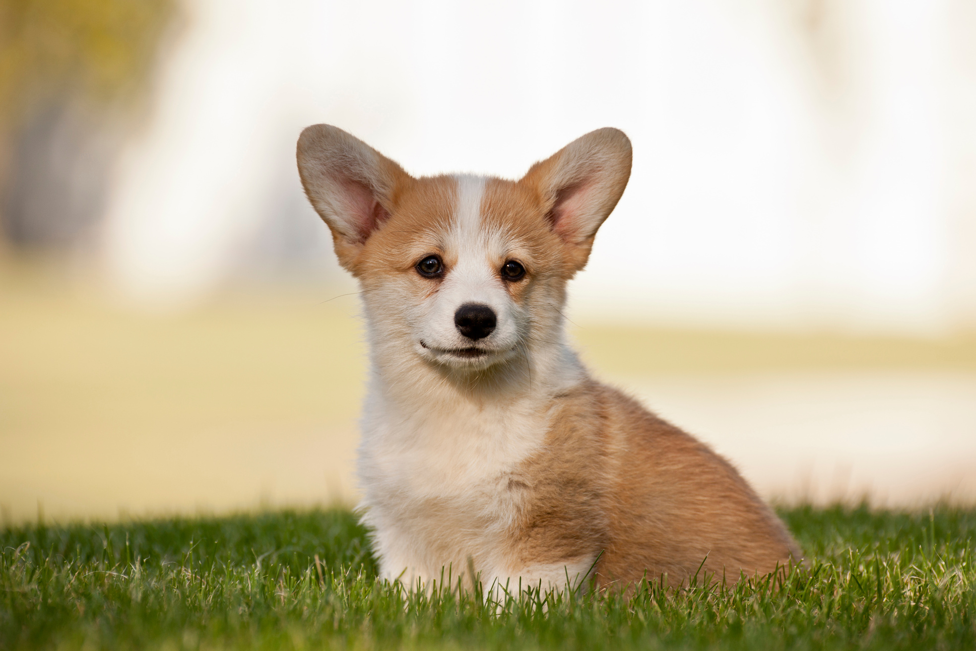 Little Corgi